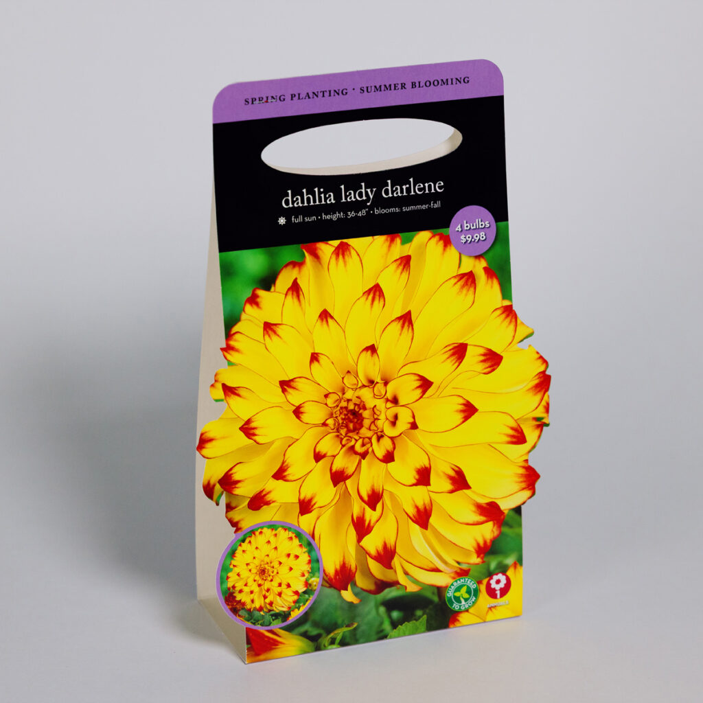 Dhalia Lady Darlene folding carton